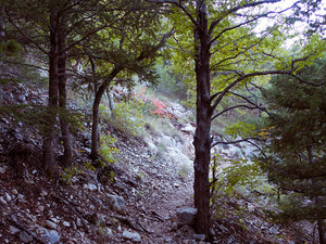 2015 10 11 GuadalupePeakTrail Maple