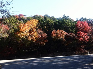 Autumn Leave at Hamm Creek