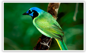 GreenJayBig