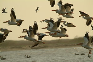 Matagordapelicanflight