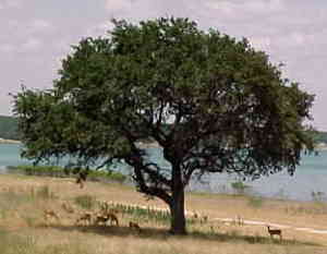Wildlife