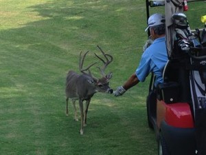 deer
