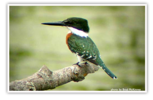 grnkingfisher