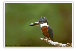 ringedkingfisher