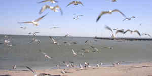 rockport beaches