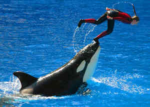 seaworld