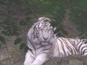 tiger