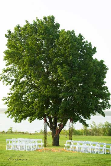 treesite