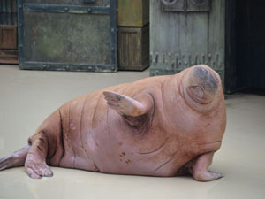 walrus300x225