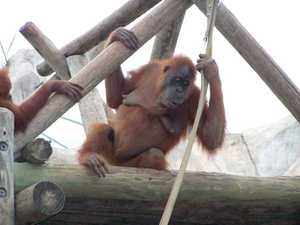 zoo