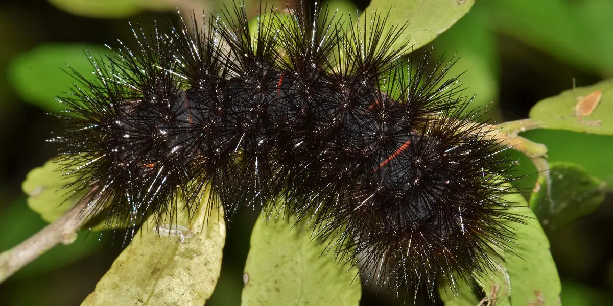 Texas and the Black Fuzzy Caterpillar | Texas Outside