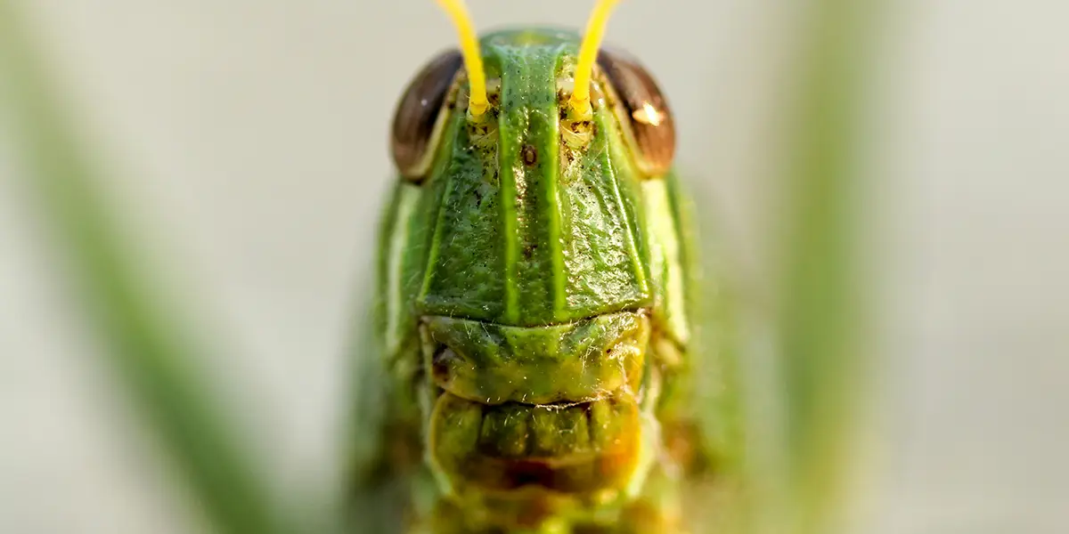 Texas Grasshopper Infestation 2024: Free Fishing Bait | Texas Outside