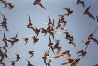 Bats at Frio Cave