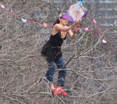 Lots of kites in the trees