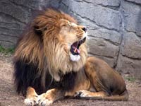 a lion at the Cameron Park Zoo