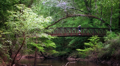 Big Thicket