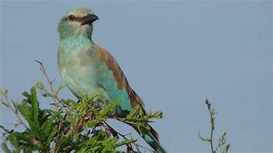 Birding