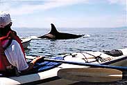 kayak orca