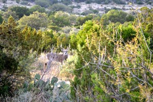 Deer hunting in Ozona