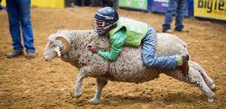 Kids mutton riding 