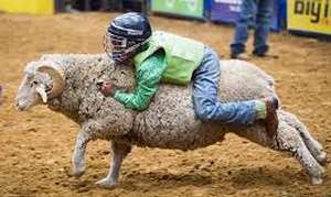 Mutton Riding