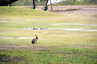 a rabbit on the golf course