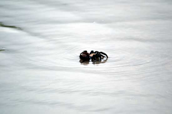 a tarantula in a water puddle