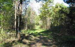 Martin Creek Trail