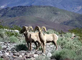 Big Horn sheep in Anza Borrego Desert State Park