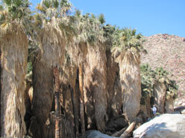 Group of tall stately palms