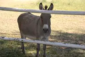 a friendly mule