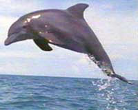 Dolphin Connection Texas