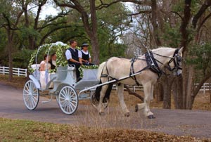 Rent a horse drawn carraige for your wedding
