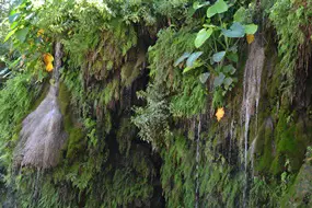 Ferns and a waterfall at Krause Springs