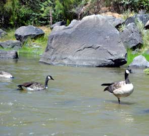 Some ducks enjoying the Rio Grande