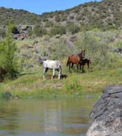 Horses on the Rio Grande