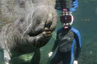 Up close and personal with a manatee