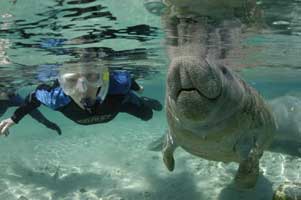 Swimming with the manatees