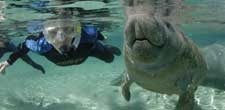 Swimming with the manatees