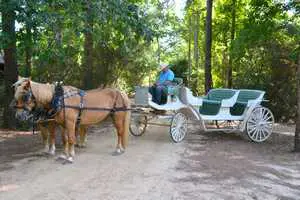 Horse drawn carrage at t at The Retreat at Artesian Lakes