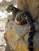San Antonio Zoo Clouded Leopard