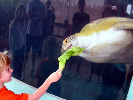 Feeding the Aggie Sea Turtle