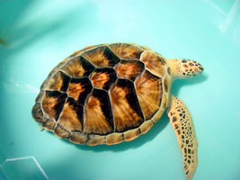 One flipper turtle saved by Sea Turtle Inc.