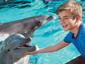 Dolphin Encounter at SeaWorld