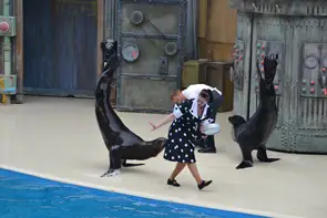 Very talented Seals at SeaWorld