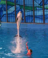 Dolphins put on a high diving show