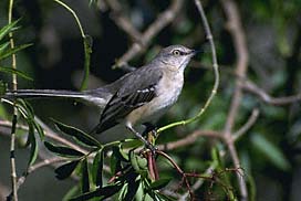 Northern Mockingbird is the State Bird of Texas
