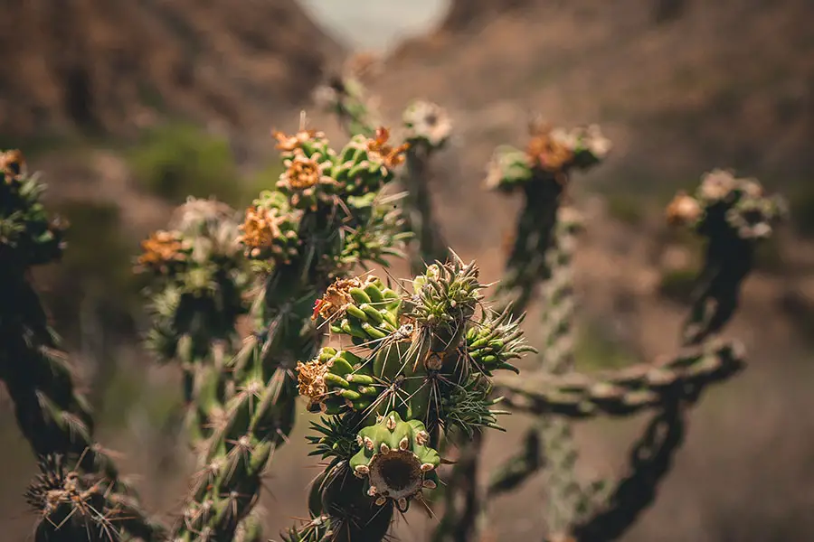 Cactus in Boquillas Canyon, Big Bend National Park