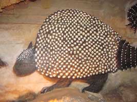 Glyptodont a VW sized armadillo found in Inner Space Caverns