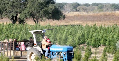 Devine Acres Texas Christmas Tree Farm